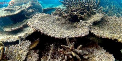 İnsan kaynaklı kirlilik mercan resiflerini öldürüyor