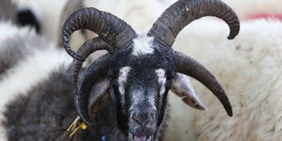 5 boynuzlu koç ilgi odağı oldu