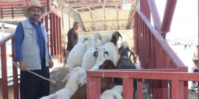 Van'da kurbanlıklar görücüye çıktı
