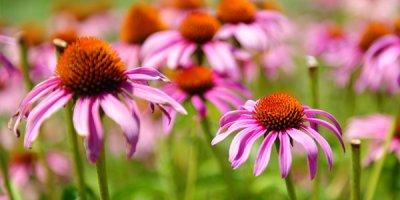 Van YYÜ’den çiftçilere alternatif bitki