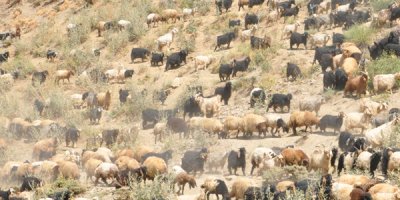 İran’dan gelip 3 bin 200 TL karşılığında çobanlık yapıyor