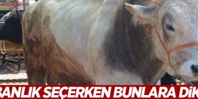 Kurbanlık seçerken bunlara dikkat!