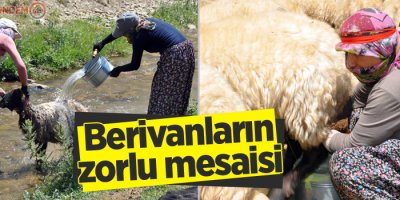Yüksekova: Berivanların zorlu mesaisi