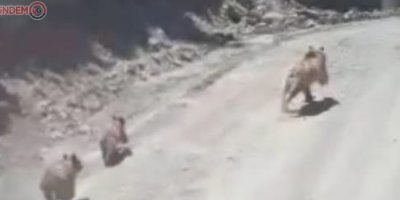 Çukurca'da boz ayı görüntülendi