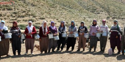 Kavurucu sıcakta süt sağımı