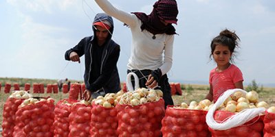 Yaz soğanı hasatı başladı