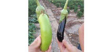 Yeşil patlıcan çiftçileri şaşırttı