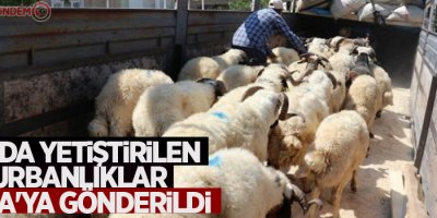 Van’da yetiştirilen kurbanlıklar Adana'ya gönderildi
