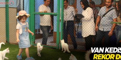 Van kedisinden rekor doğum