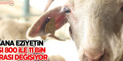 Kurbana eziyetin cezası 800 ile 11 bin lira arası değişiyor