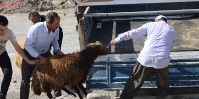 Hakkari’de kurban bayramı telaşı