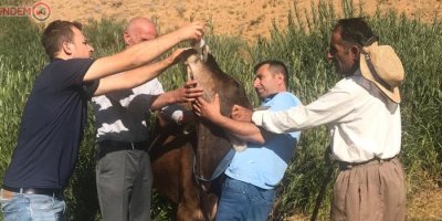 Yüksekova’da hayvanlarda hastalık taraması