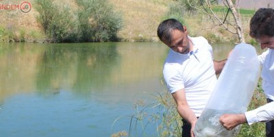 Hakkari’deki 29 gölete yavru balık bırakıldı