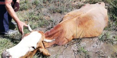 Çamura saplanan inek kurtarıldı