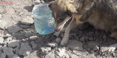 Hakkari’de başıboş köpeklere yiyecek bırakıldı