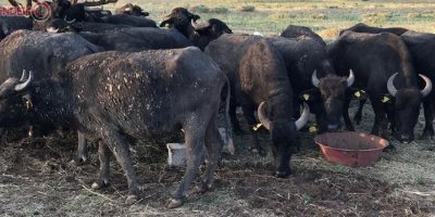 Yüksekova’da Manda Dağıtımı