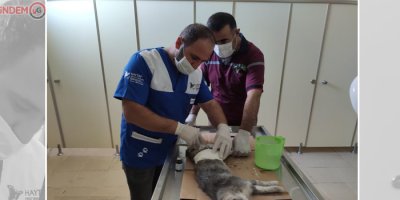 Hakkari’de aracın çarptığı anne kedi tedavi altına alındı