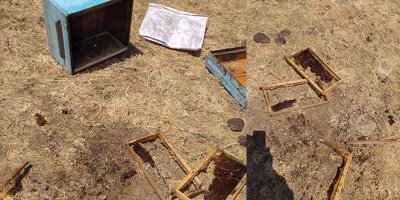 Ayılar, 8 arı kovanını parçaladı