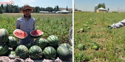 Yüksekova'da üretilen karpuz çiftçinin yüzünü güldürdü