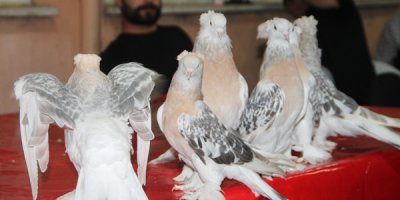 Araba fiyatına güvercin