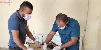 Aracın çarptığı yavru köpek kurtarılamadı