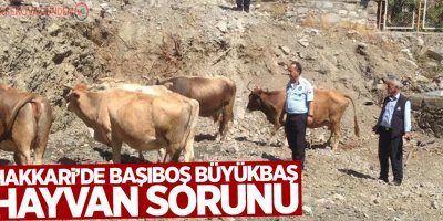 Hakkari’de başıboş büyükbaş hayvan sorunu