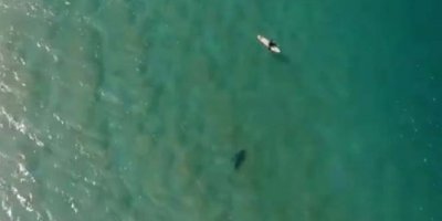 Köpek balığı saldırısını drone ile engelledi