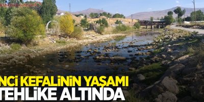 İnci kefalinin yaşamı tehlike altında