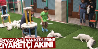 Dünyaca ünlü Van kedilerine ziyaretçi akını