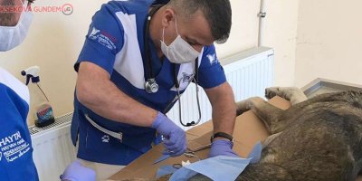 Hakkari veteriner ekipleri can kurtardı