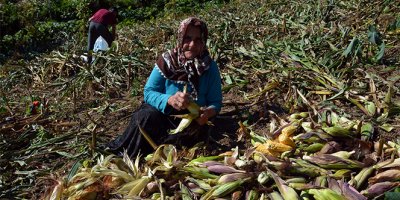 Mısır tarlalarında hasat başladı