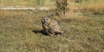 Yaralı Puhu tedavi altına alındı