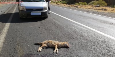 Aracın çarptığı tilki telef oldu