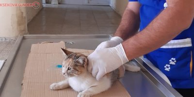 Hakkarili hayvan sever kızlardan örnek davranış