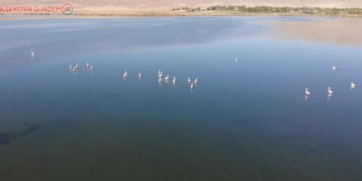 Vanlılar bu yıl flamingoya hasret