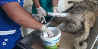 Düşen kayaların altında kalan köpek kurtarıldı