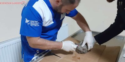 Yaralı bulunan kirpi tedavi altına alındı