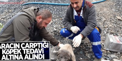 Aracın çarptığı köpek tedavi altına alındı