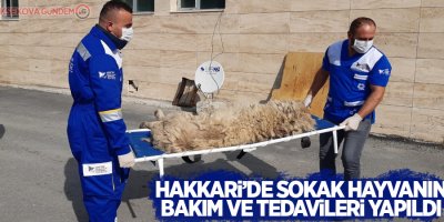 Hakkari’de sokak hayvanın bakım ve tedavileri yapıldı