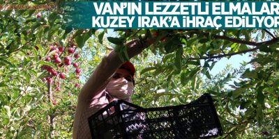 Van’ın lezzetli elmaları Kuzey Irak’a ihraç ediliyor