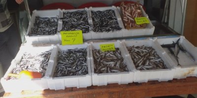 Hamsi fiyatı Karadeniz'de 7 TL'ye düştü