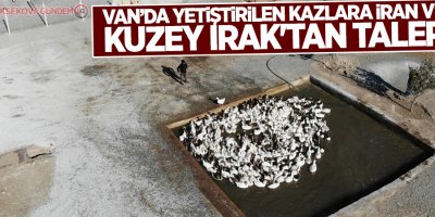 Van’da yetiştirilen kazlara İran ve Kuzey Irak'tan talep