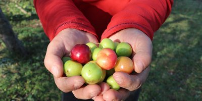 Sıcağa aldanan ağaçlar Kasım ayında erik verdi