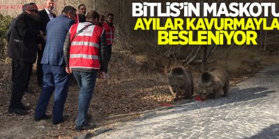 Bitlis’in maskotu ayılar kavurmayla besleniyor