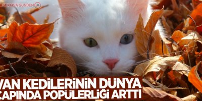 Van kedilerinin dünya çapında popülerliği arttı