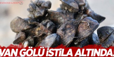 Van Gölü istila altında!