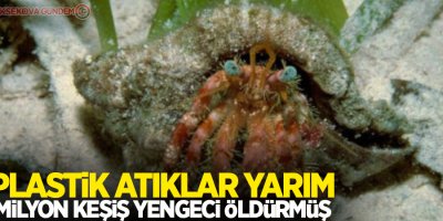 Plastik atıklar yarım milyon keşiş yengeci öldürmüş