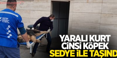 Yaralı kurt cinsi köpek sedye ile taşındı