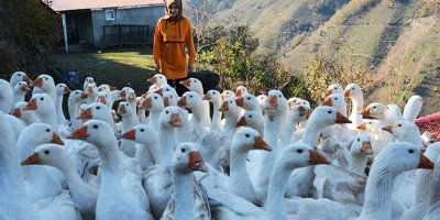 Kaz yetiştiricisi üniversite mezunu genç kız
