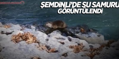 Şemdinli’de su samuru görüntülendi